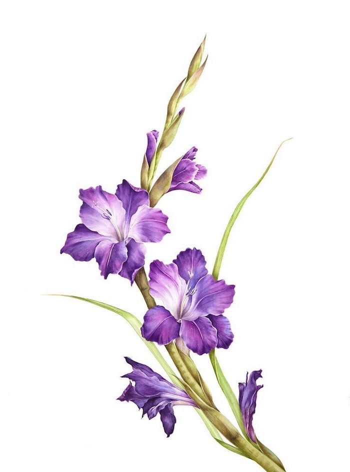 purple gladiolus, on white background, how to draw a rose easy, colored painting