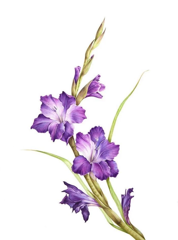 purple gladiolus, on white background, how to draw a rose easy, colored painting