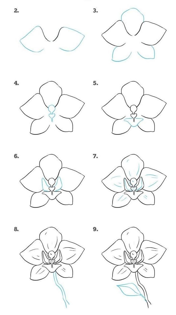 Easy flowers to draw stepbystep tutorials + pictures