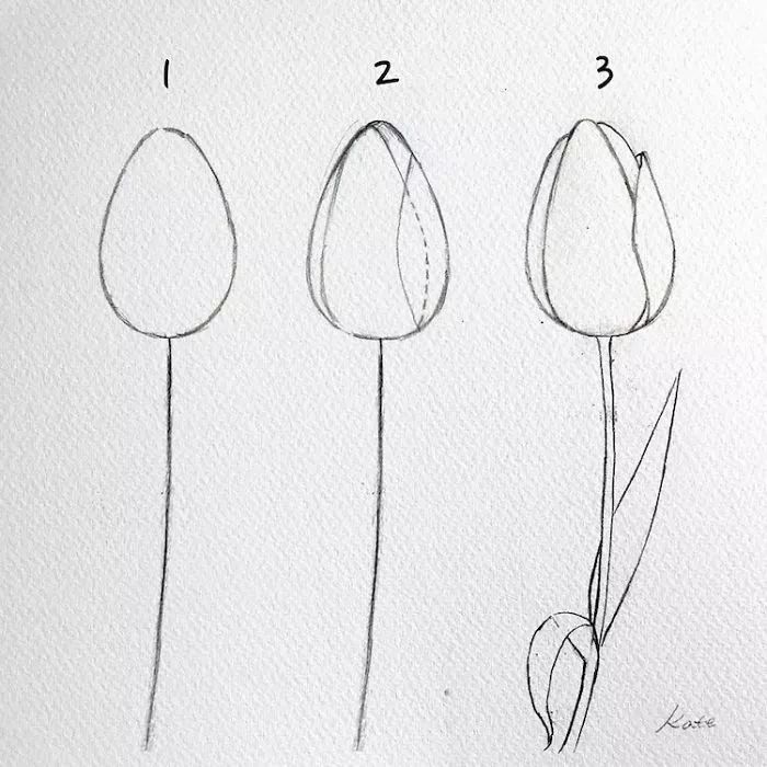 how to draw a tulip, step by step, diy tutorial, step by step drawing, black pencil sketch, white background