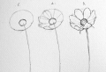 Easy flowers to draw – step-by-step tutorials + pictures