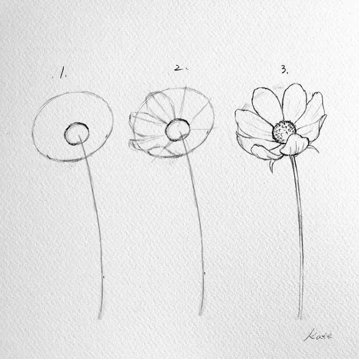 step by step, diy tutorial, easy flowers to draw, black pencil sketch, white background