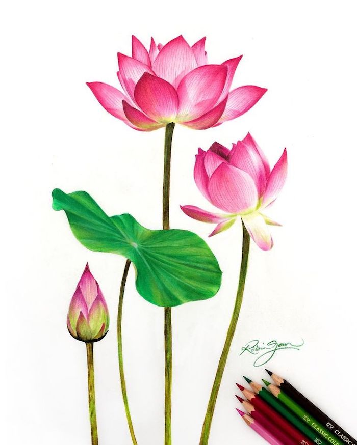 Lily Flowers Drawing in Colors Pencils | Flower Drawing | Camlin Triangular  Color Pencils - YouTube