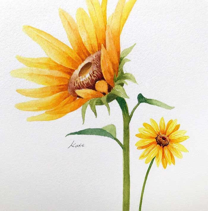 two sunflowers, on white background, watercolor painting, rose drawing easy