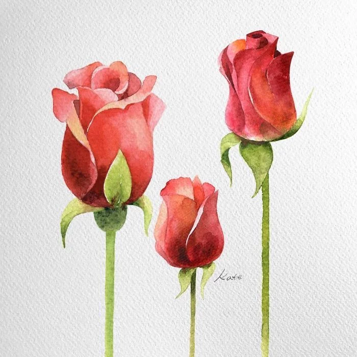 three roses, rose drawing easy, on white background, watercolor painting