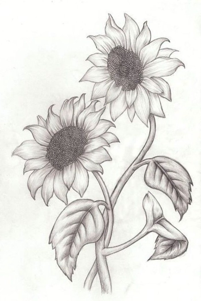 two sunflowers, black pencil sketch, on white background, cute flower drawings