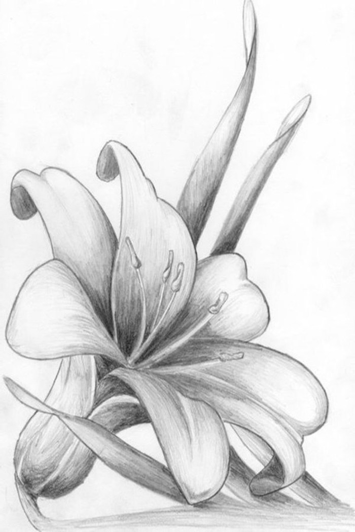 Drawing for beginners flowers - lasopave