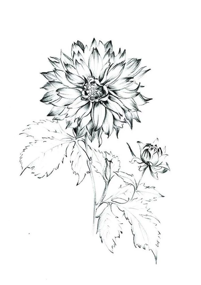 pretty flowers to draw, black pencil sketch, on a white background