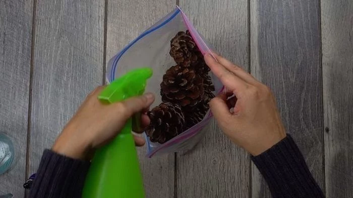 pine cones, inside a ziploc bag, turkey decoration, sprayed with essential oil, on wooden table, step by step, diy tutorial