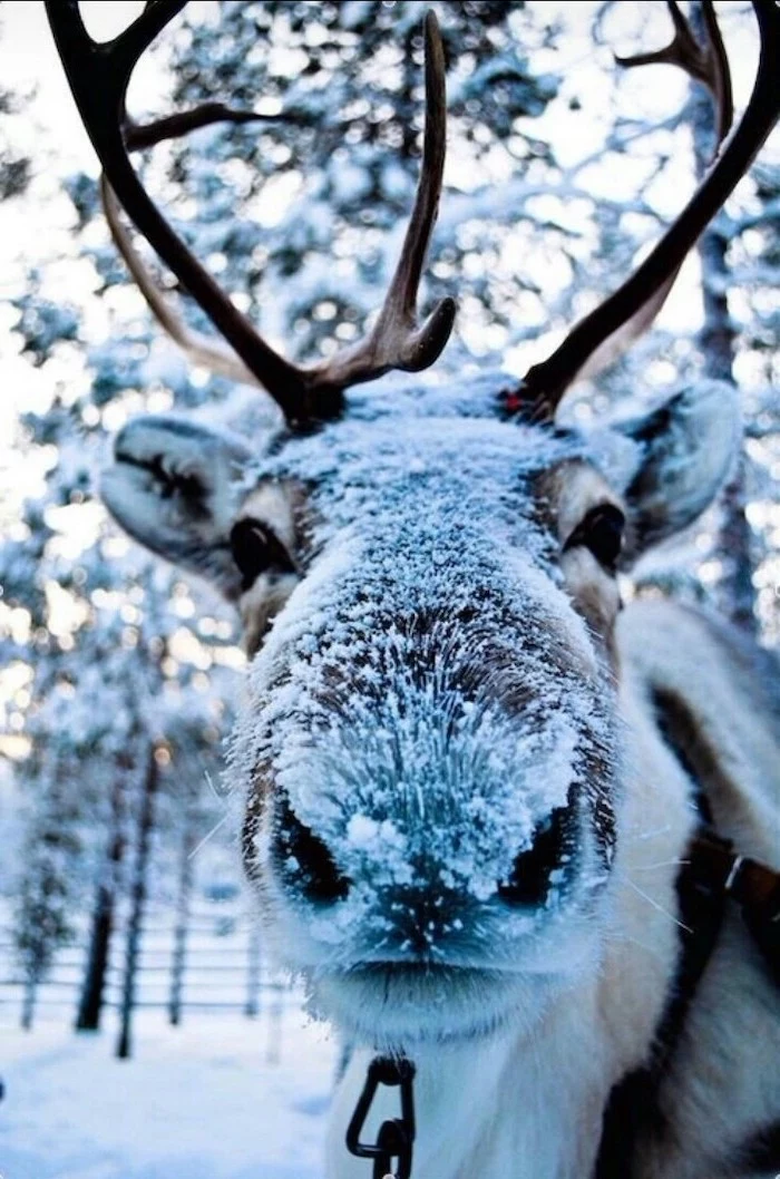 stag covered with snow, looking at the camera, free wallpapers and backgrounds, snow covered trees in the background