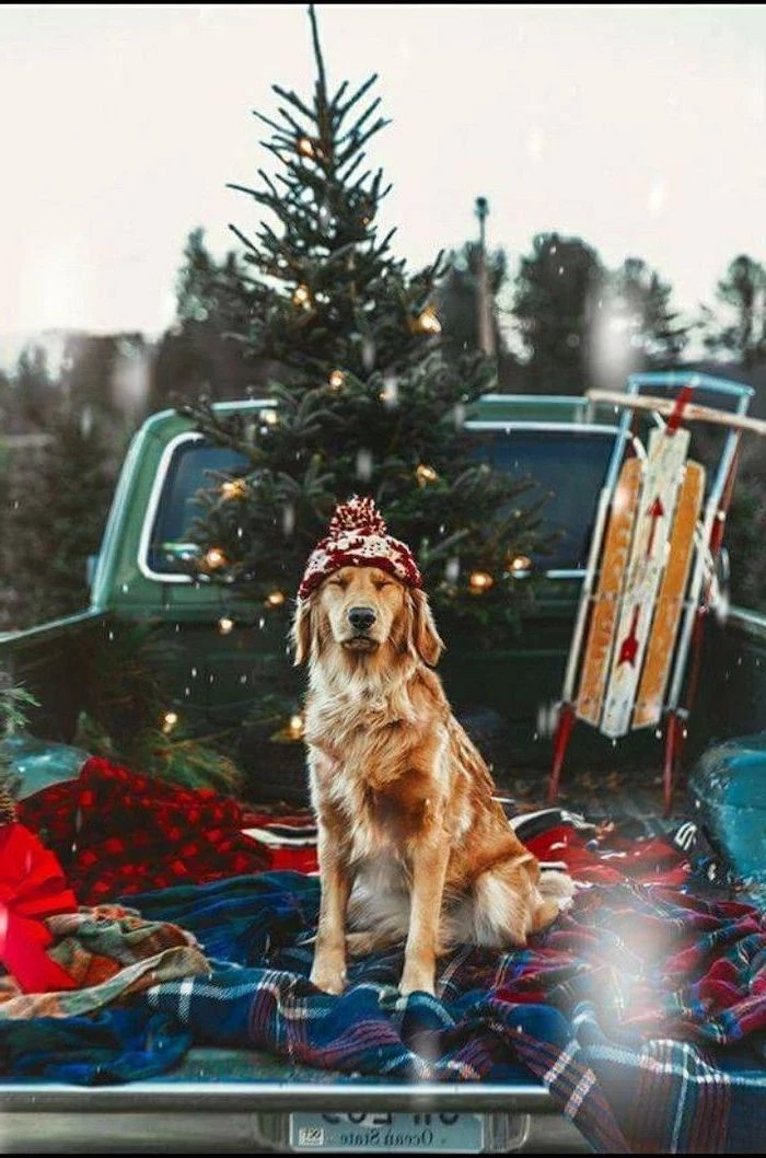 dog with a red beanie, standing on the back of a pickup truck, wallpapers and backgrounds, christmas tree in the background