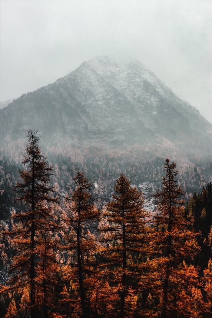 mountain landscape, free desktop backgrounds, mountain peak covered with fog, tall trees at the forefront