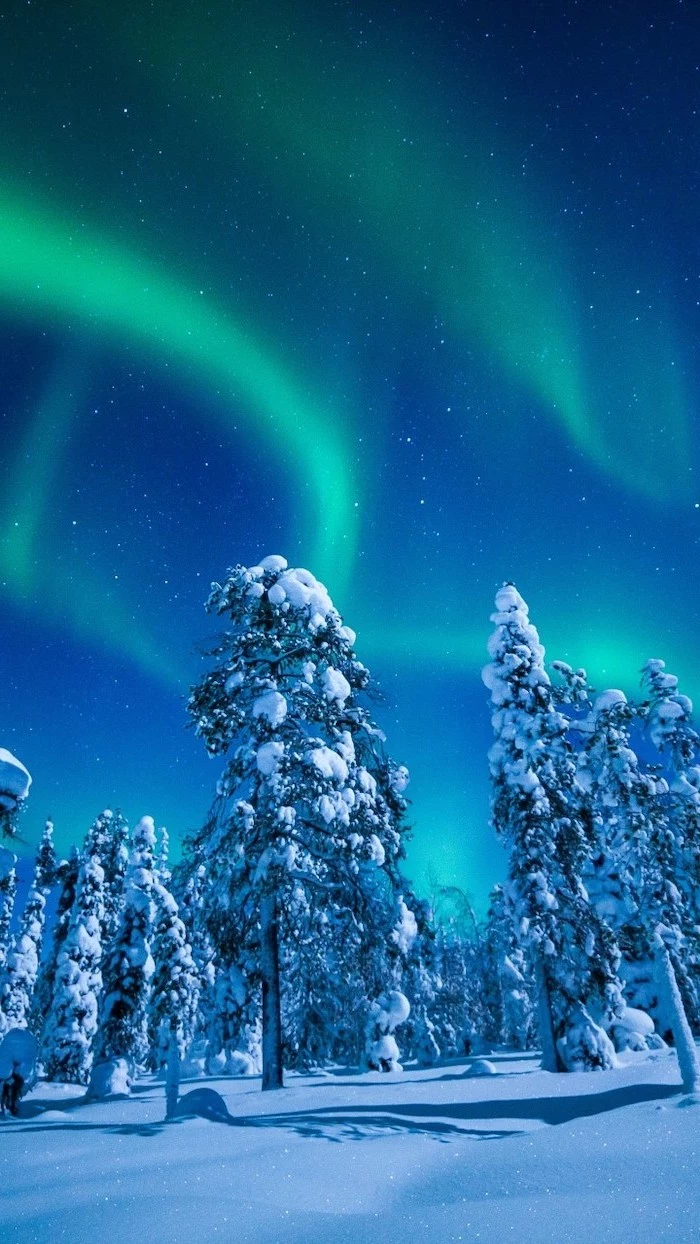 northern lights in the sky, desktop backgrounds, over tall trees covered with snow