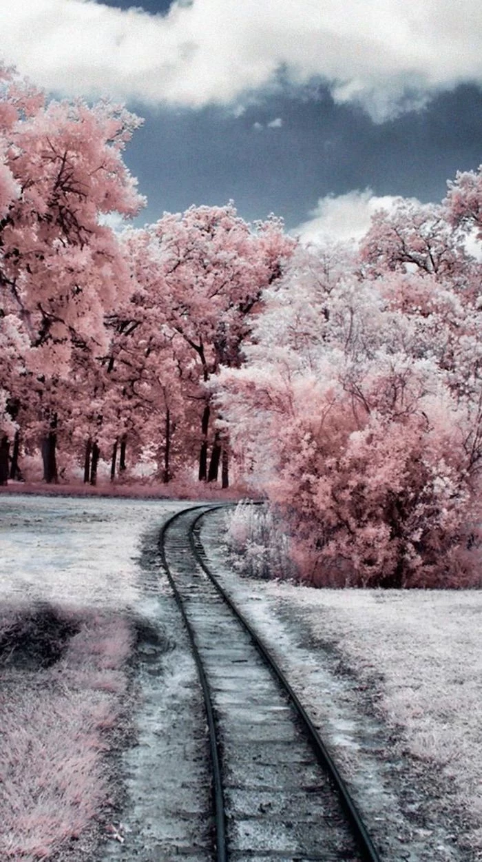 rail road going through a forest, free wallpapers for android, tall trees covered with snow
