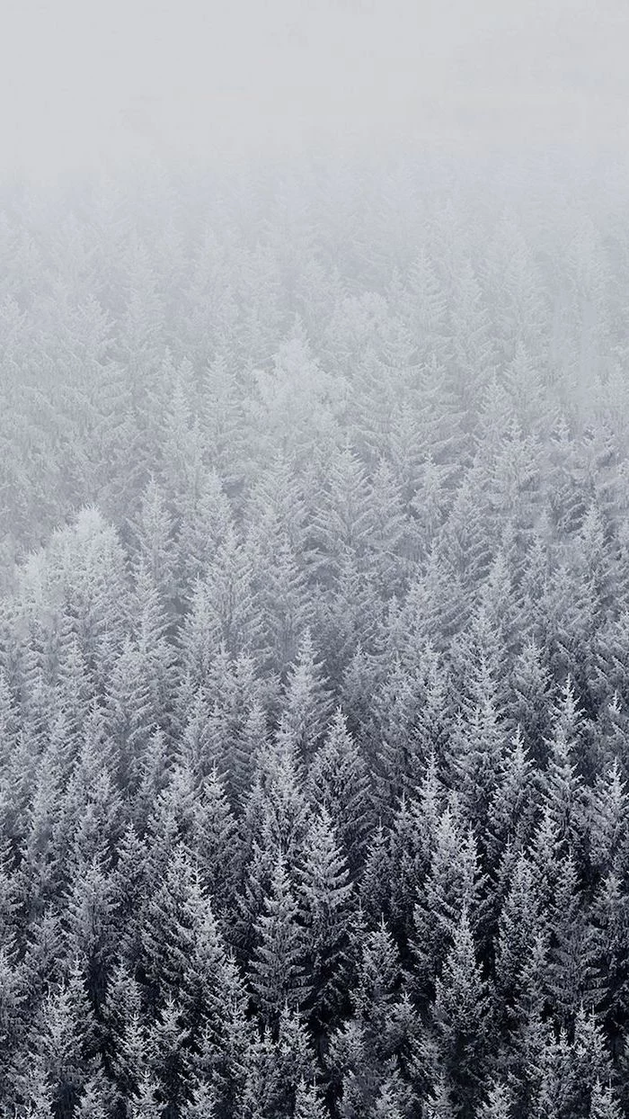 tall trees covered with snow, fog looming over them, free wallpapers for android, shades of grey aesthetic