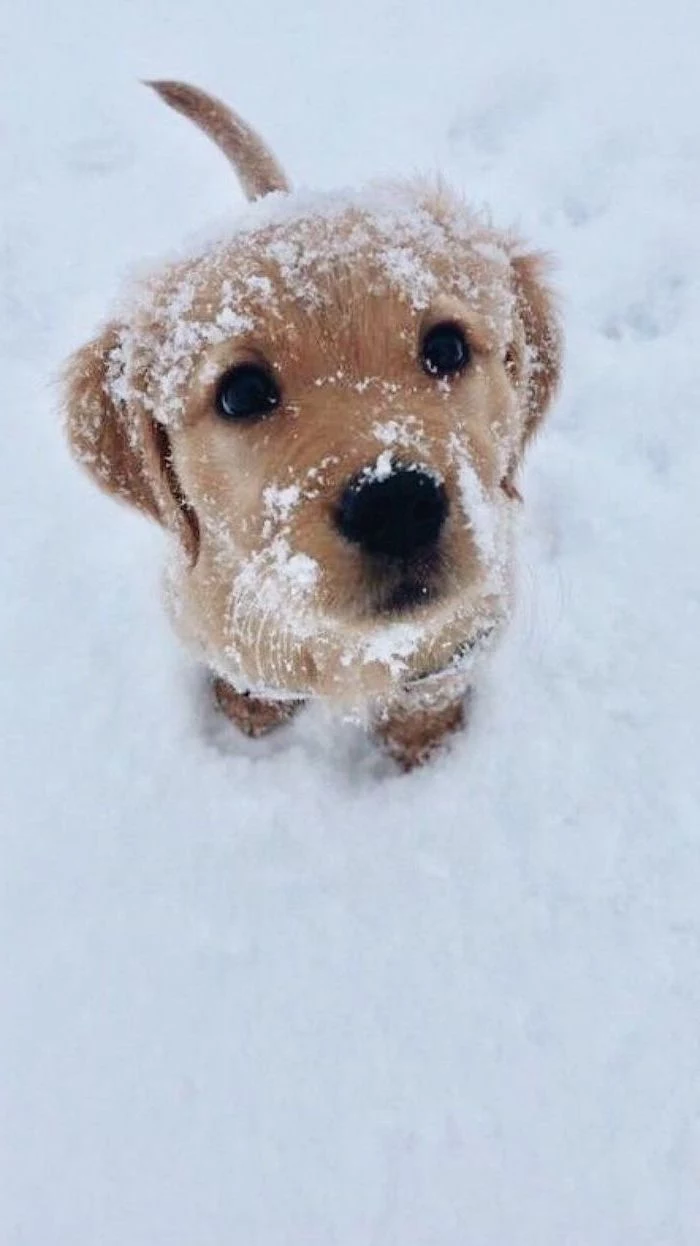golden retriever puppy, looking at the camera, covered with snow, free wallpapers for android