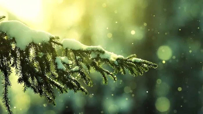 winter screensavers, sun shining on tree branch, covered with snow, snow falling