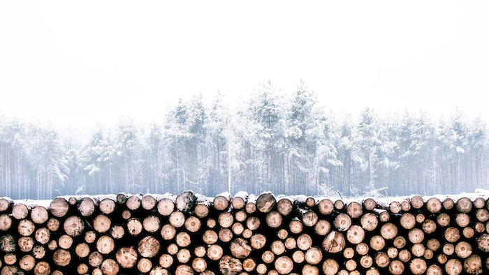 wooden logs arranged together, winter screensavers, tall trees in fog, covered with snow in the background