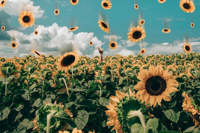 animated sunflowers falling from the sky, field of sunflowers, aesthetic backgrounds, blue sky with white clouds