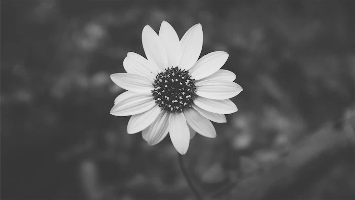 black and white photos, single flower in the middle of the photo, pink aesthetic wallpaper, dark blurred background