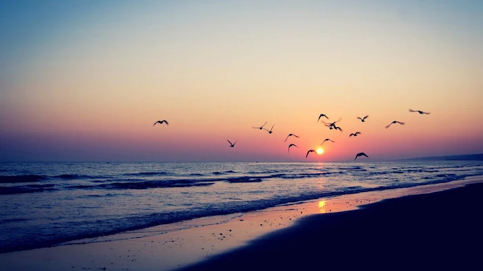 a flock of birds, flying over a beach at sunset, aesthetic desktop wallpaper, waves crashing into the beach