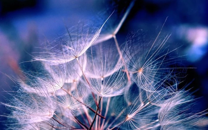 dandelion flower, photographed up close, seeds flying away, blurred background, aesthetic desktop wallpaper