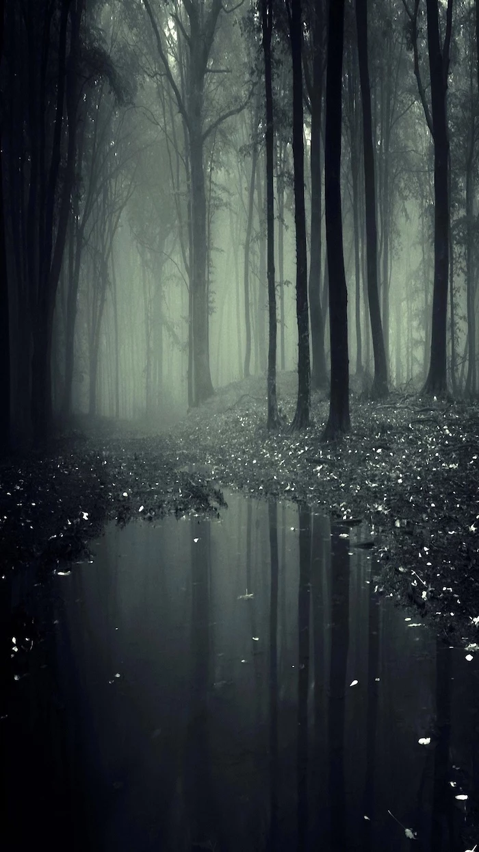 forest landscape covered with fog, cute aesthetic backgrounds, tall dark trees, mirrored in a puddle of water