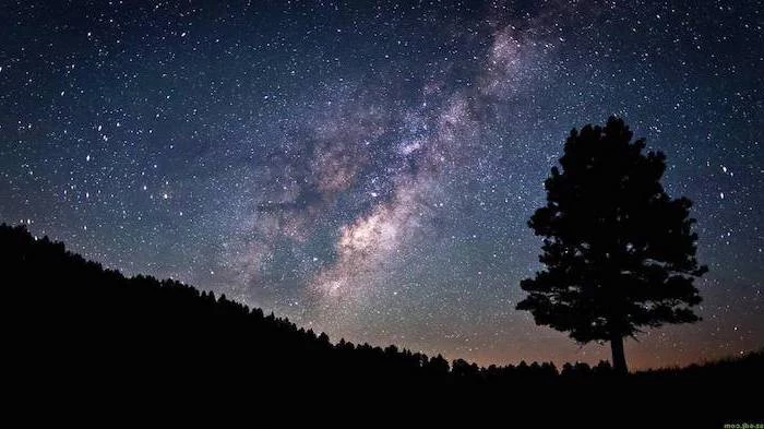 forest landscape with a tall tree at the forefront, sky filled with stars above the trees, galaxy phone wallpaper, cool space wallpaper