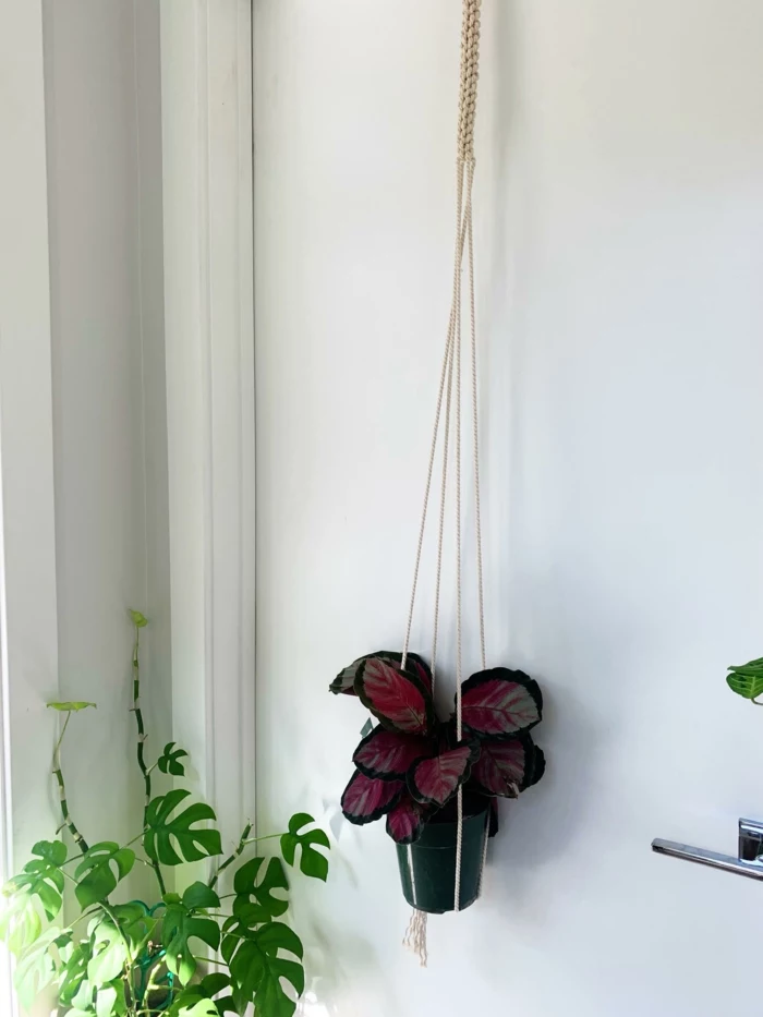 dark green ceramic pot hanging from the ceiling, white wall in the background, macrame plant hanger tutorials