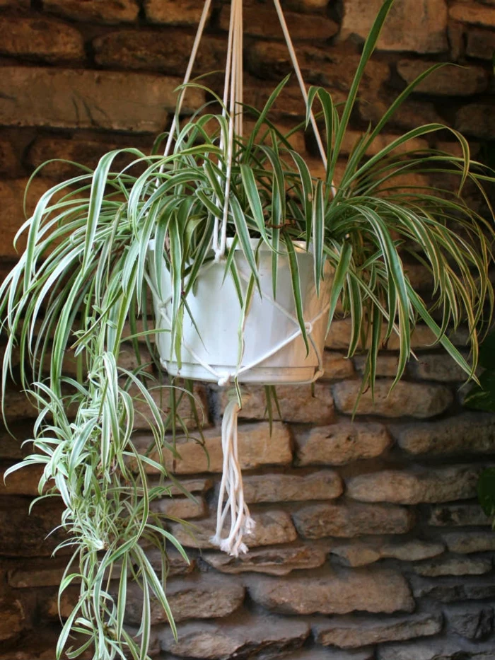 large plant in white plastic pot, hanging from the celing, macrame plant hanger diy, stone wall in the background