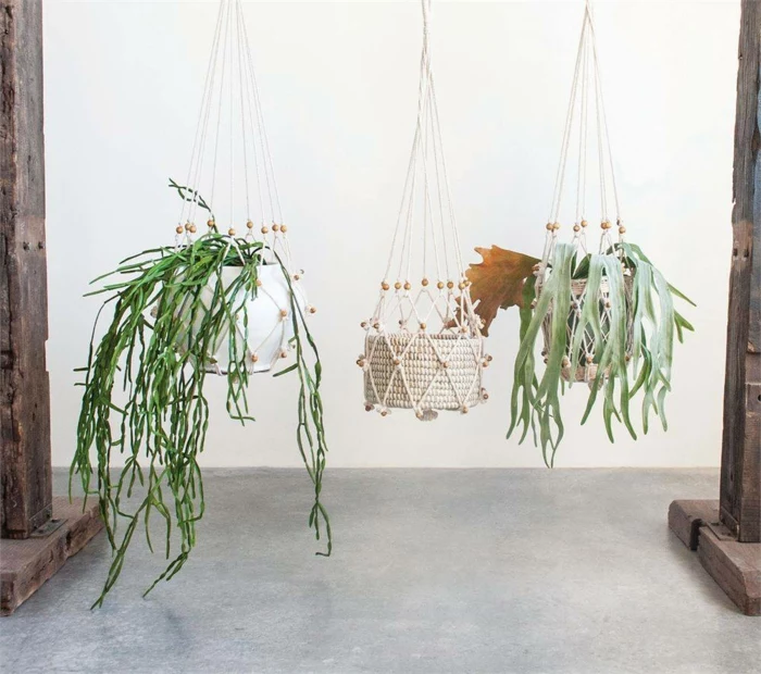 easy macrame plant hanger, three different plants, hanging from the ceiling, white wall in the background