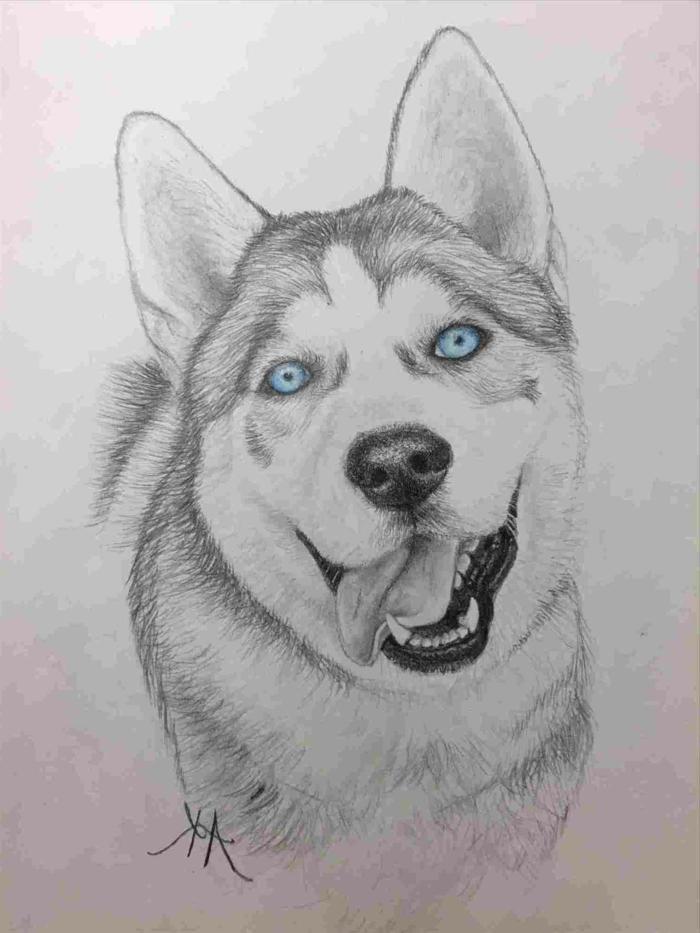  dessin d'un husky aux yeux bleus, que dessiner lorsqu'il s'ennuie, dessin au crayon noir sur fond blanc 