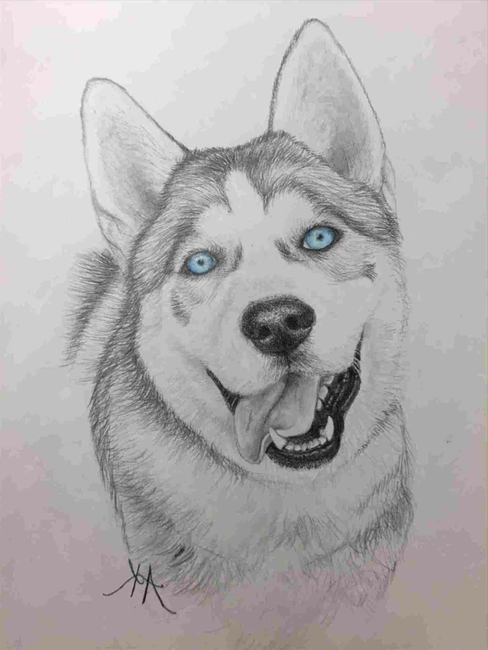 drawing of a husky with blue eyes, what to draw when bored, black pencil drawing on white background