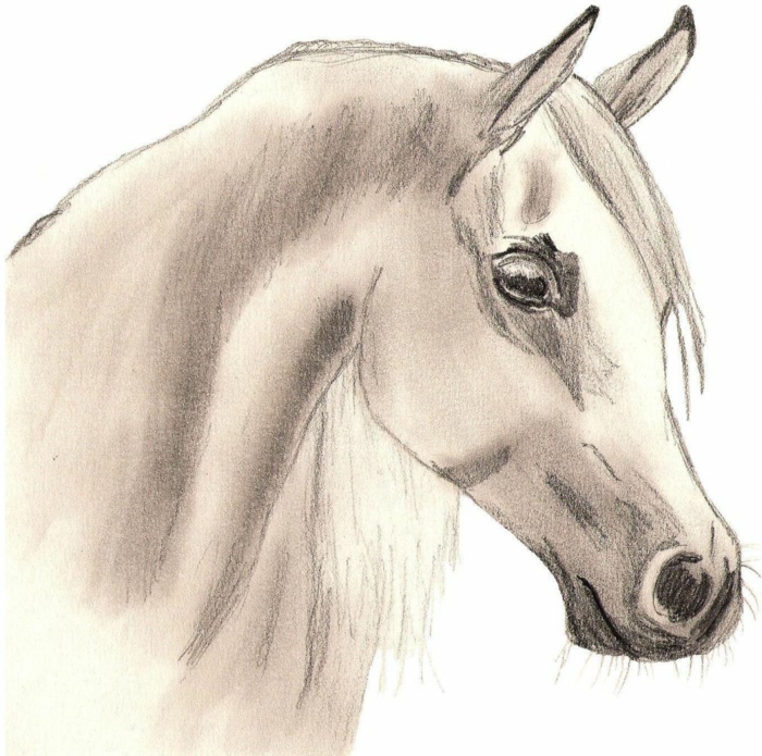 disegno di una testa di cavallo, come disegnare facile, schizzo a matita su sfondo bianco