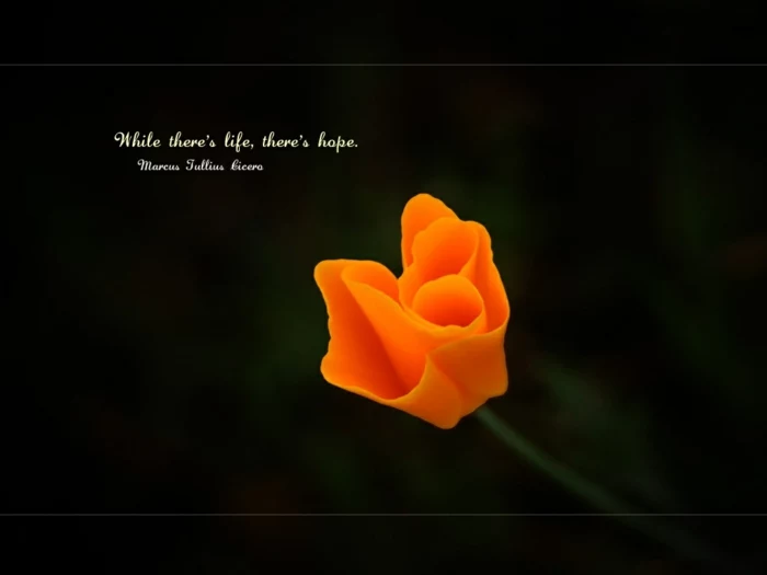 background photo of orange flower, quotes about hope and love, marcus julius cicero quote