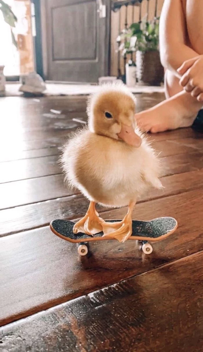 baby duck riding a mini skateboard cute pictures for wallpaper on wooden floor