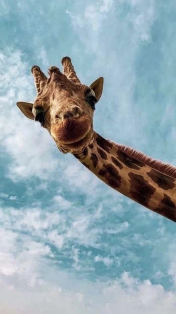close up photo of a giraffe cute funny wallpapers blue sky background with clouds