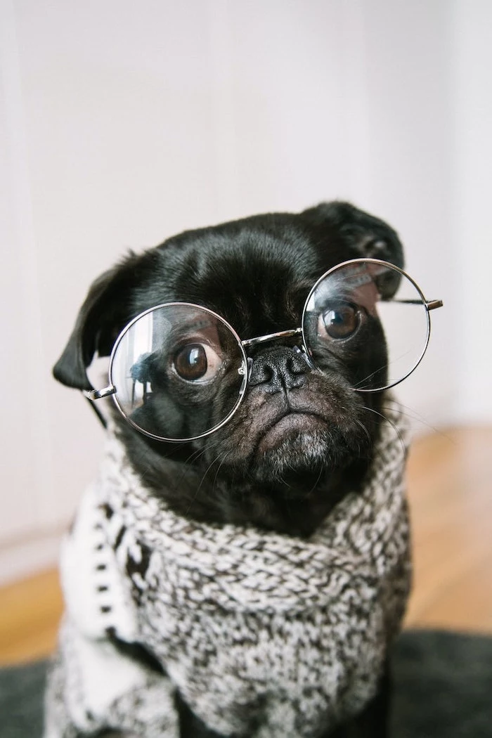 cute black pug wearing grey cardigan funny computer backgrounds reading glasses