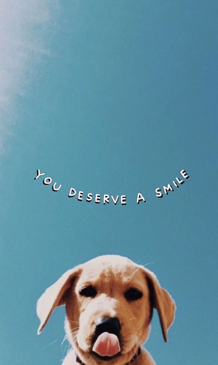 cute dog photo you deserve a smile written above it cool laptop wallpapers blue sky with sunshine