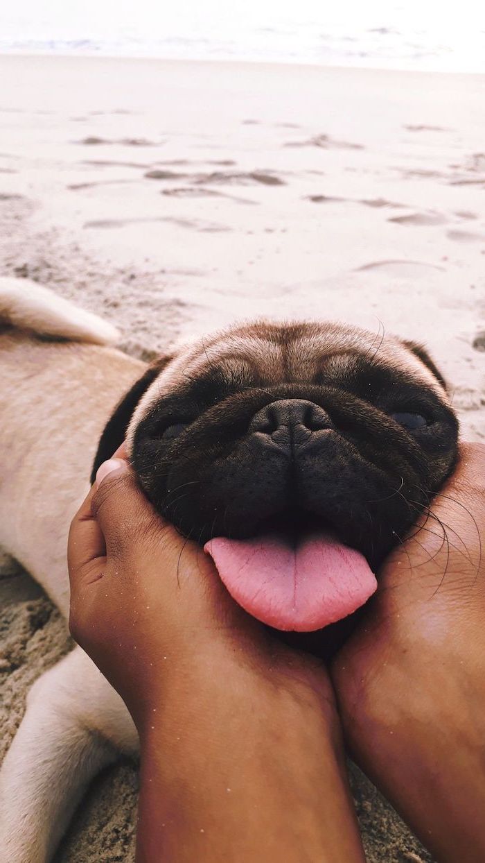 cute pug photo on the beach funny phone wallpapers face held by two hands