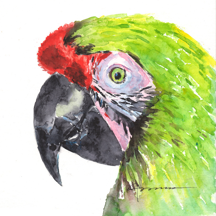 watercolor techniques, colorful parrot, green and red feathers, black beak, painted on white background