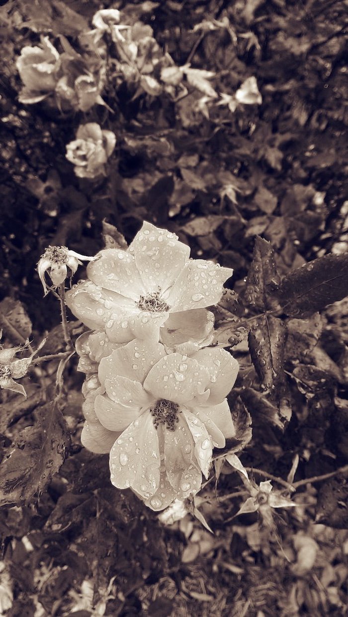 black and white photo cute flower wallpapers close up photo of white flowers covered with raindrops