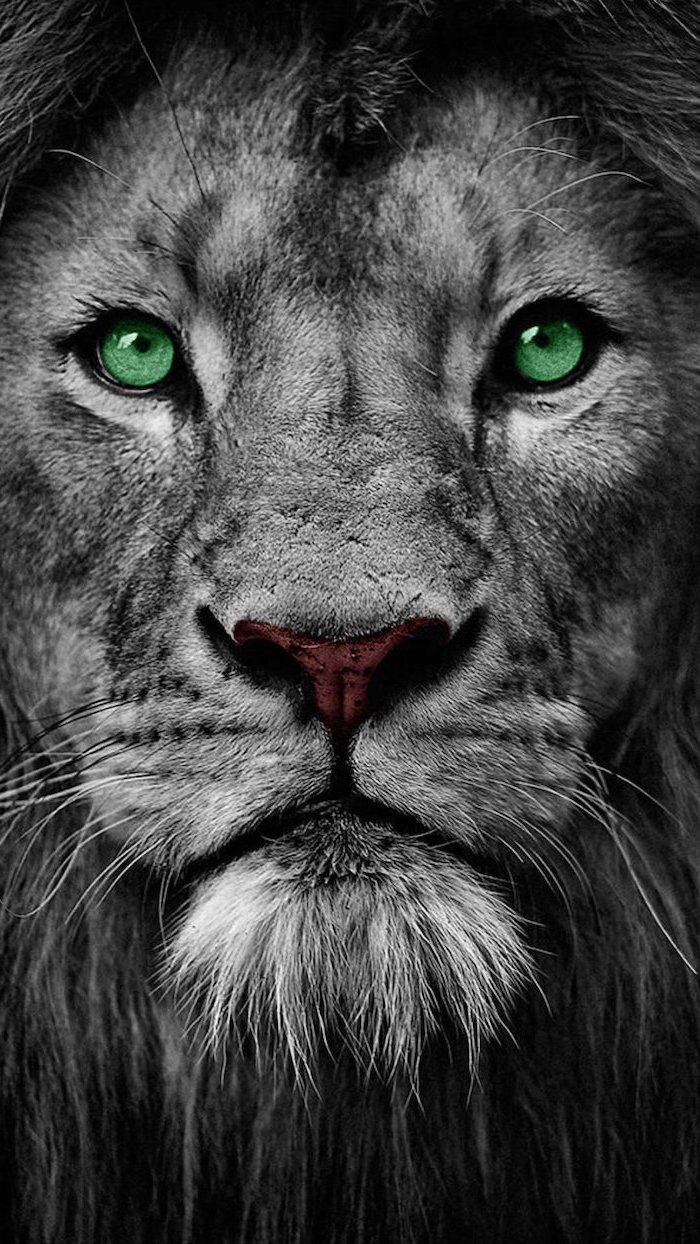 close up black and white photograph of lion with green eyes cool background hd