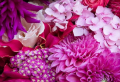 Choose a Floral Background to Decorate Your Screen With