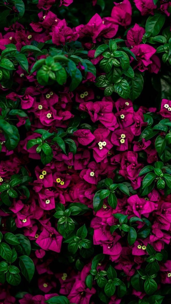 close up photo of lots of small purple flowers with green leaves cute flower wallpaper