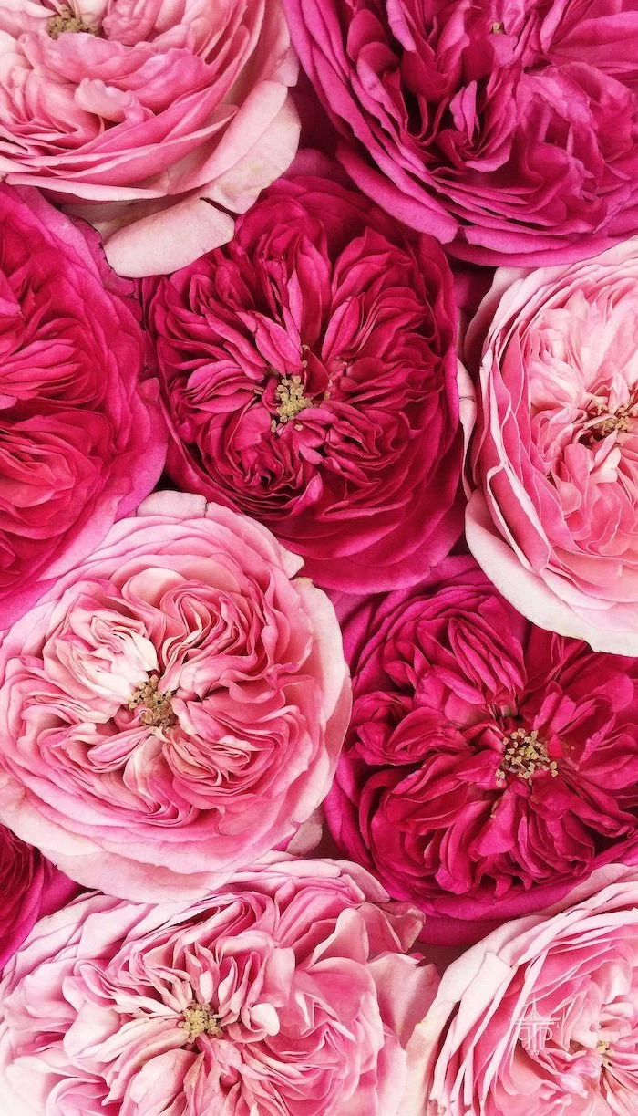 close up photo of peony flowers in different shades of pink floral background