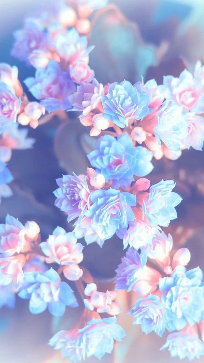 close up photo of white pink small flowers blossoms floral background blurred background behind them