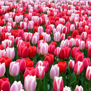 How to Plant Dutch Tulips and Create a Beautiful Flower Bed In Your Garden