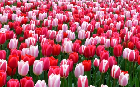 dutch tulips tulip field filled with tulips in different shades of pink light and darker