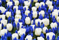 How to Plant Dutch Tulips and Create a Beautiful Flower Bed In Your Garden